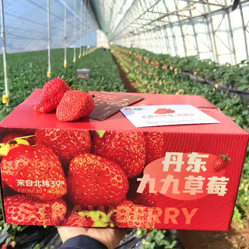 <strong>丹东99大草莓</strong>