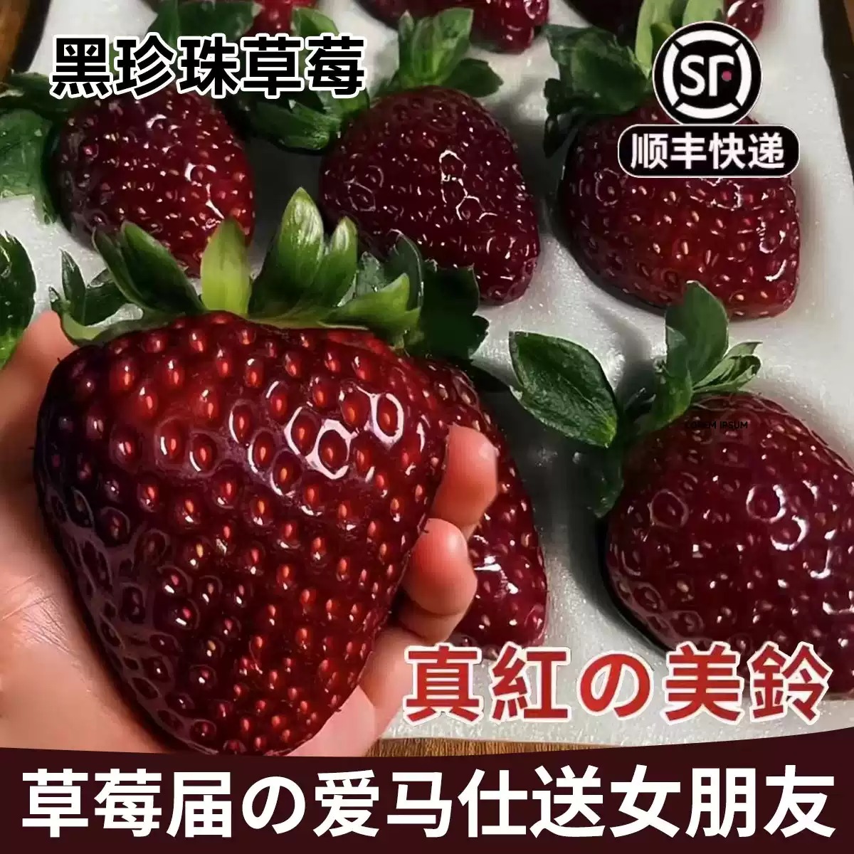 <strong>真红美玲黑珍珠草莓</strong>