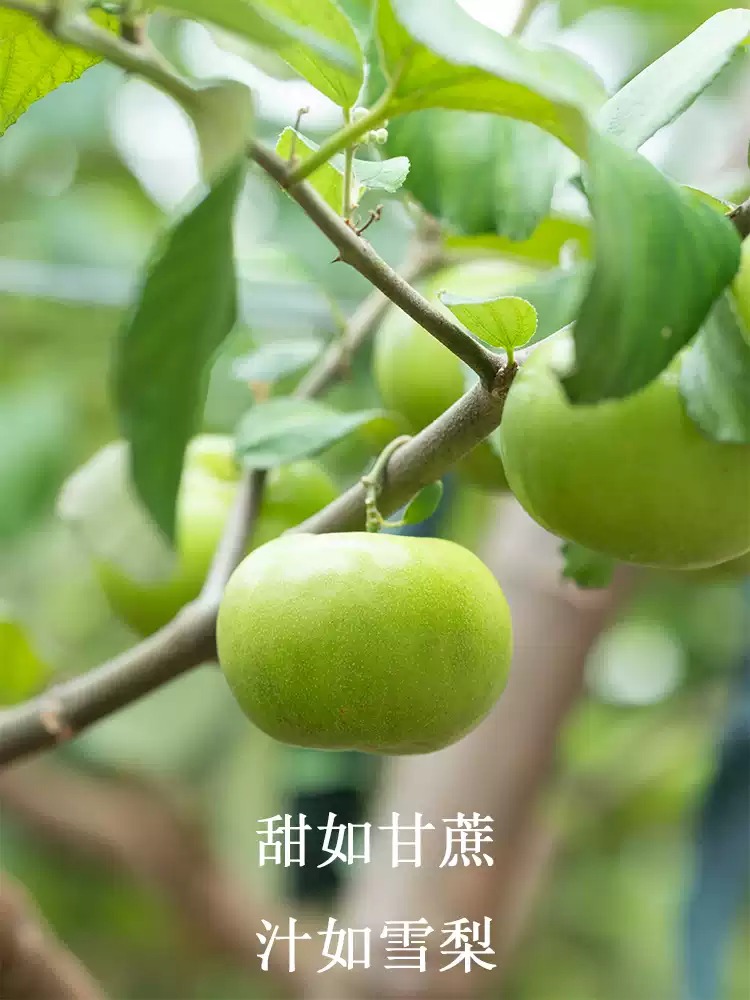 <strong>漳州老树柿枣</strong>