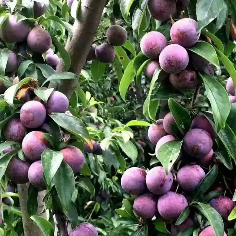 <strong>四川汶川茂县红脆李</strong>